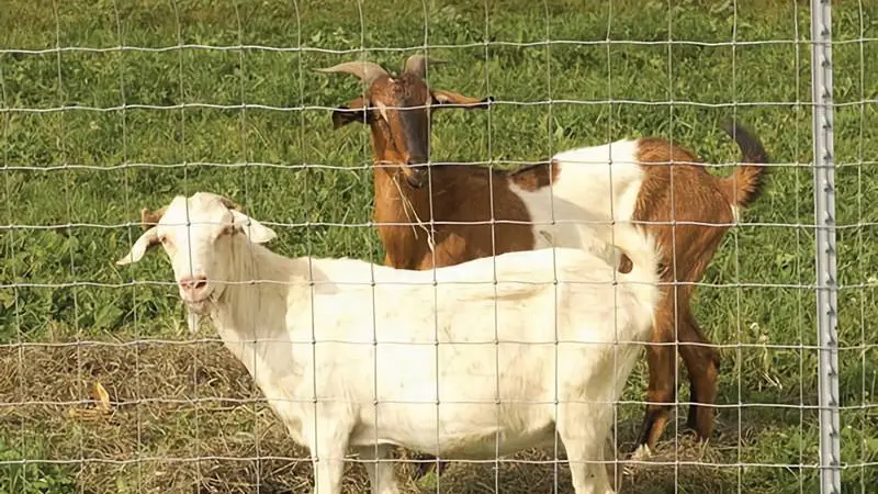 Field Fence - Farm Fence - Goat Fence