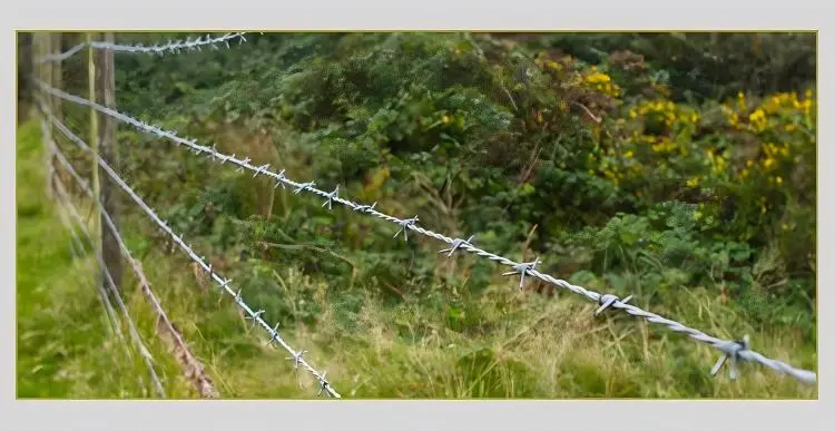 barbed wire