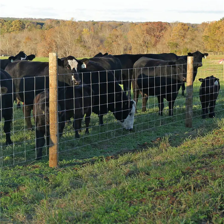 Ranch Fence (2)