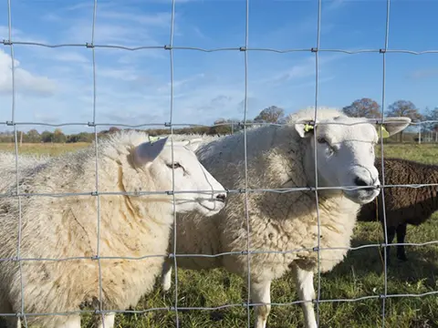 Galvanized Farm Fence-The best choice for breeding
