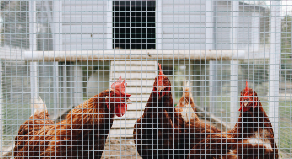 Build chicken coop with wire mesh, the types of wire mesh